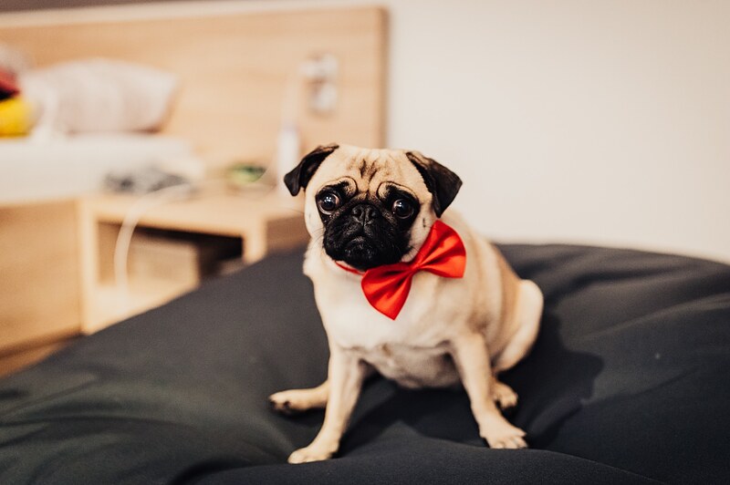 mops s červeným motýlikom sedí na posteli, izba počas ranných príprav. Hotel Veverica, Trenčín.